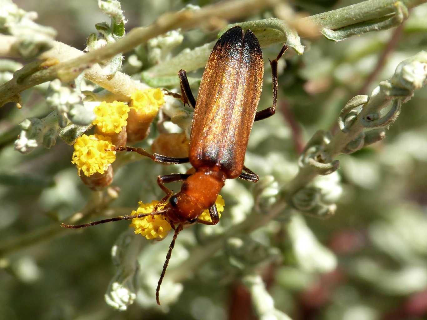 Cantharidae? No. Oedemeridae. Anogcodes cfr ustulatus